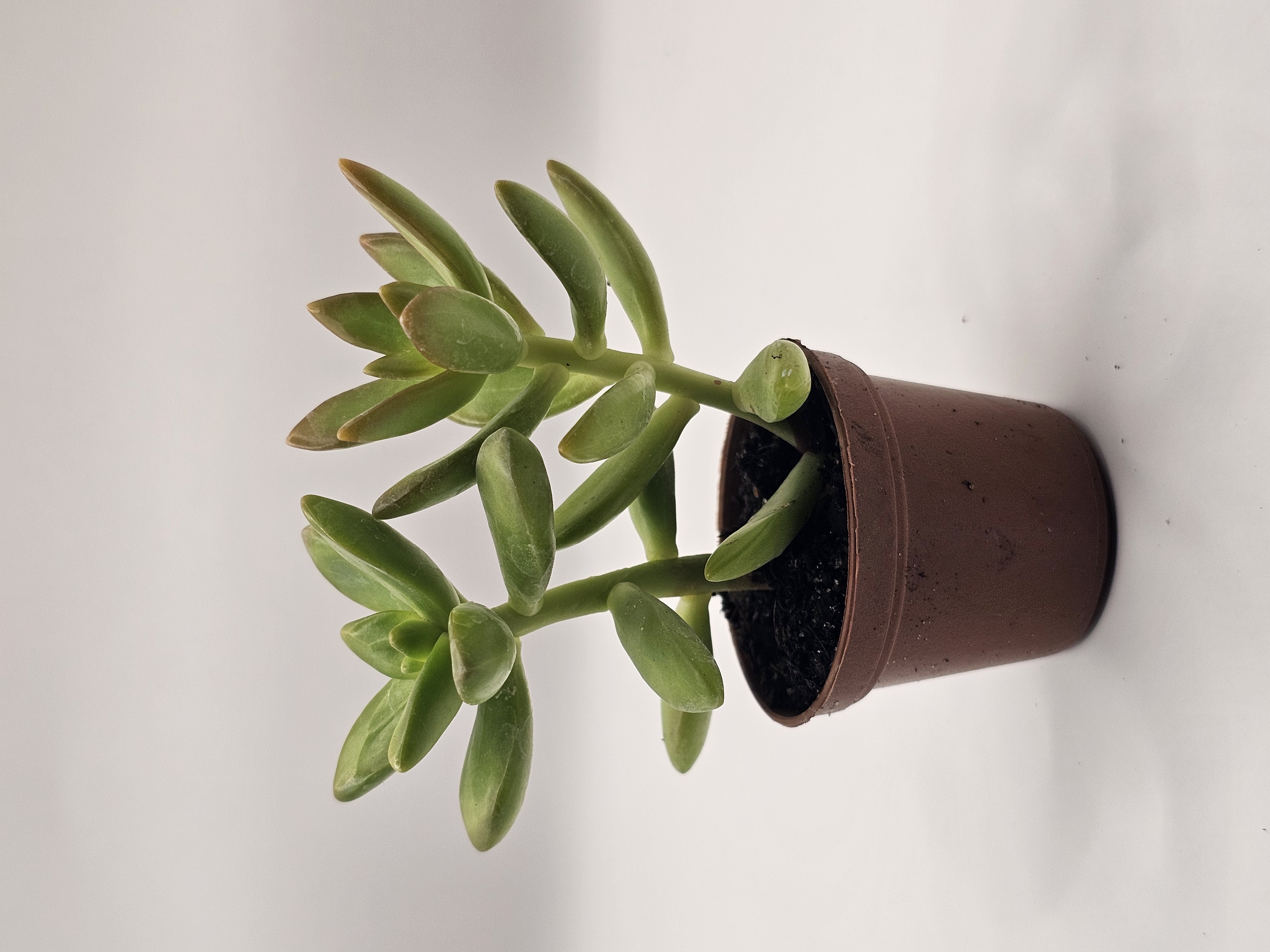Jade Succulent Plant