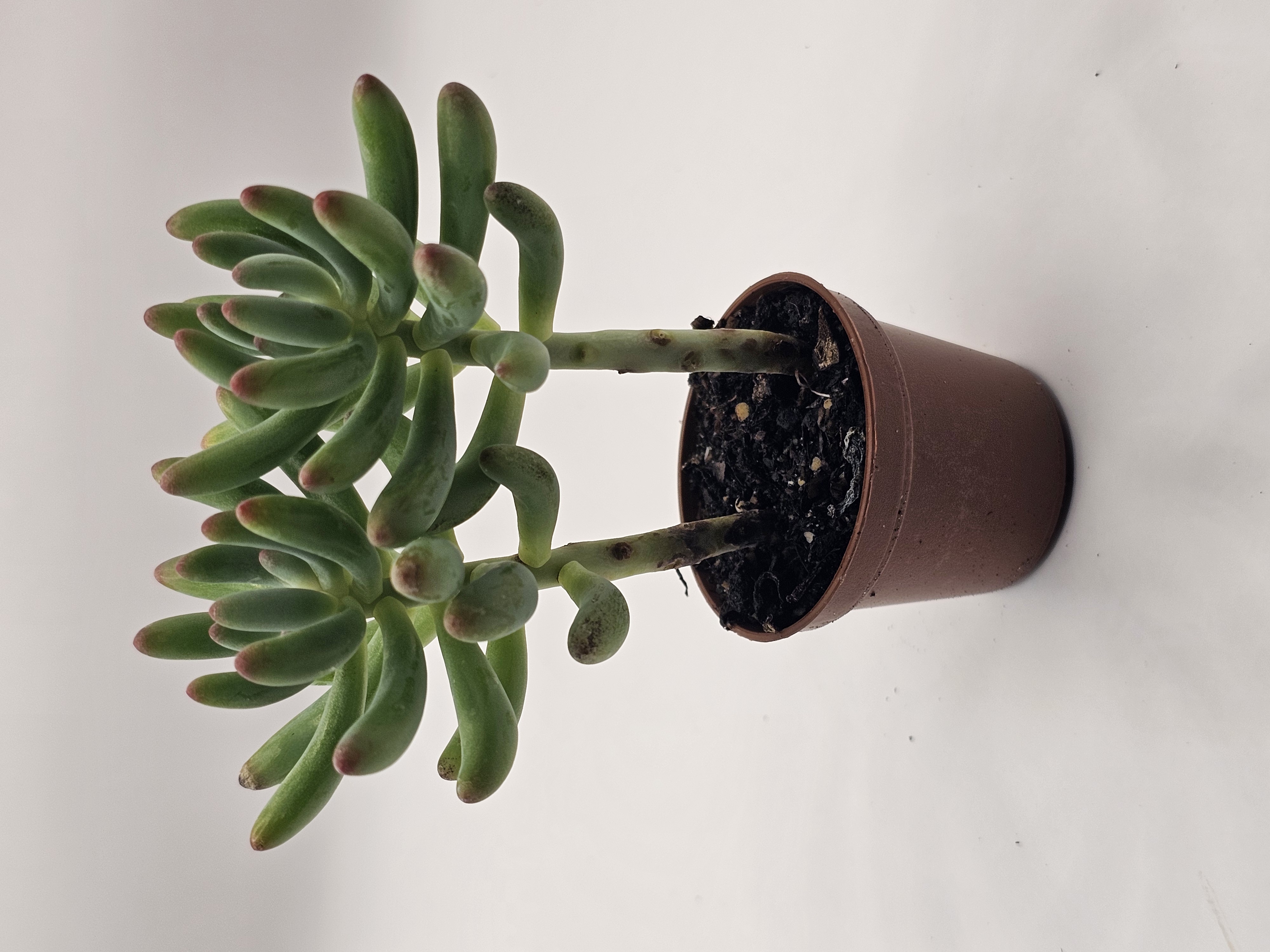 Light Green Succulent
