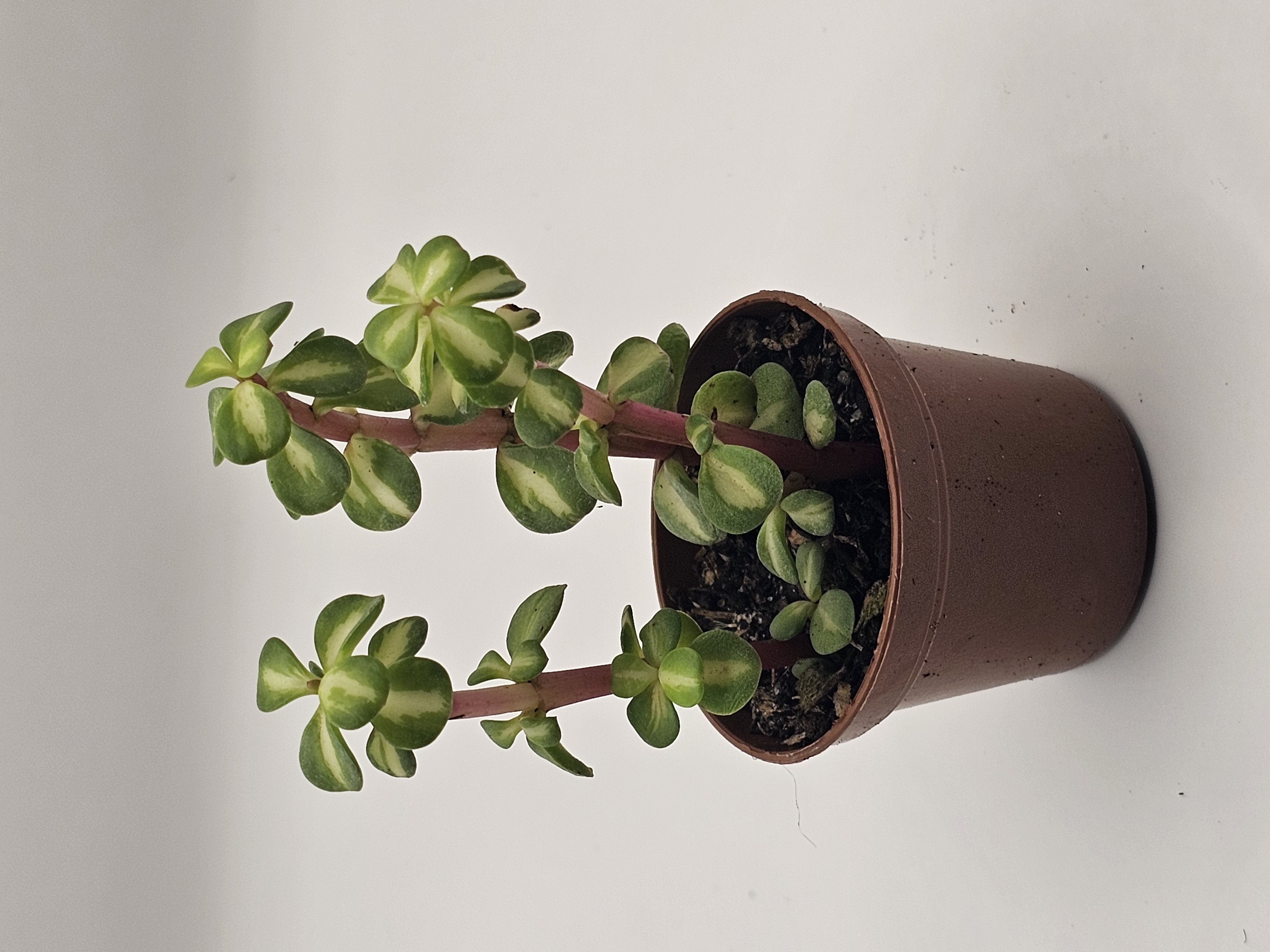 Upright Succulent Plant