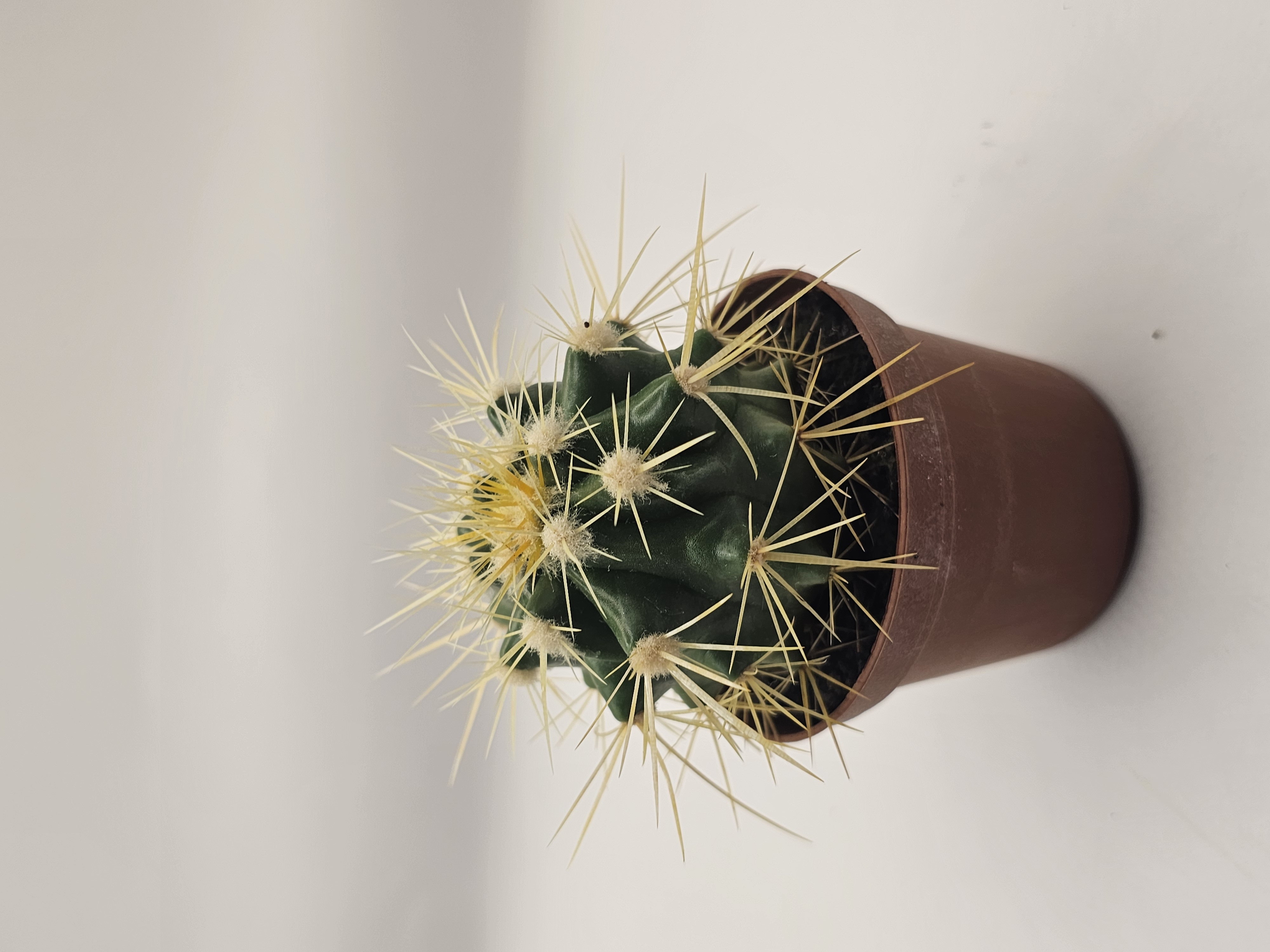 Desert Cactus