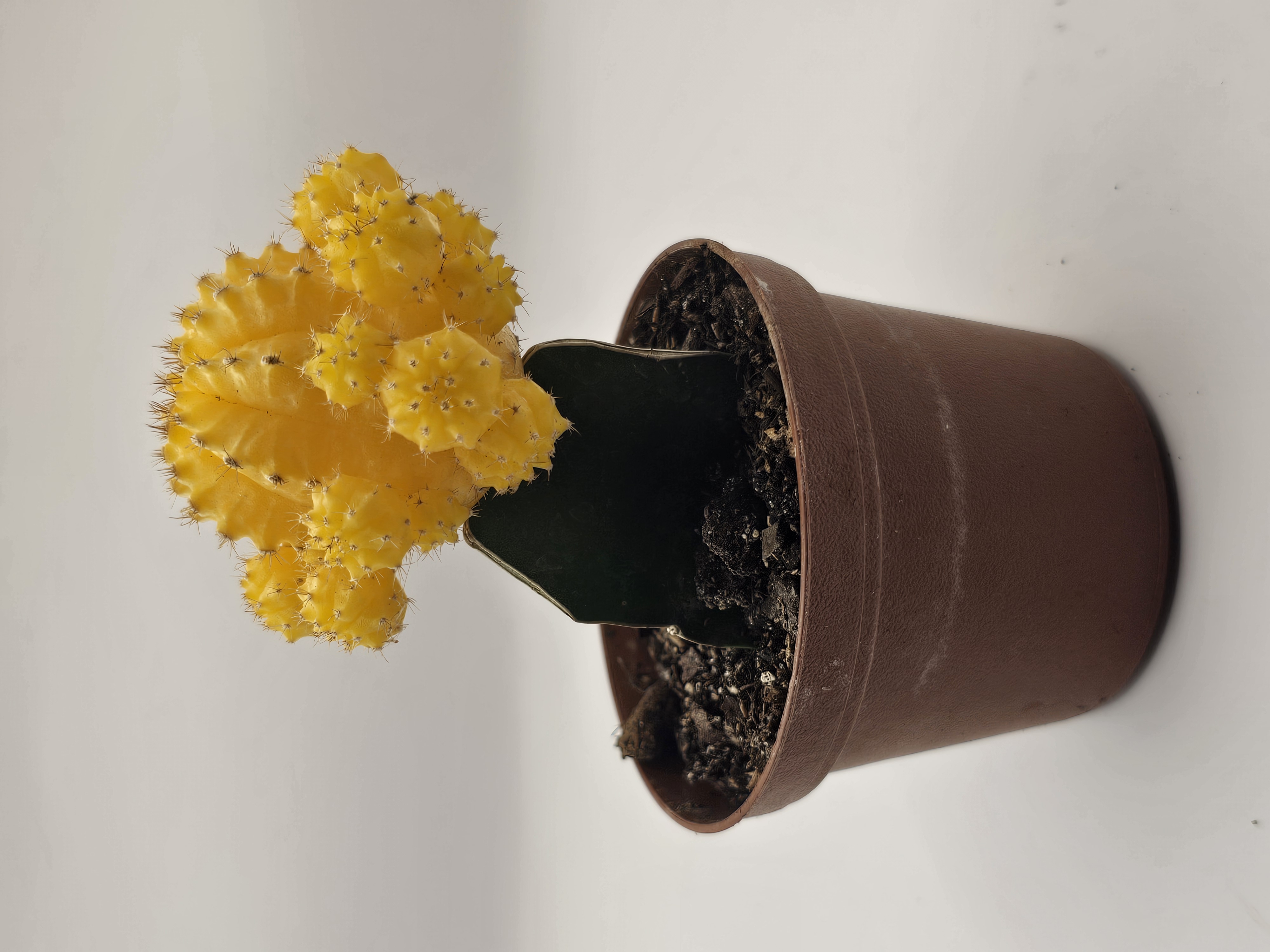 Yellow Top Cactus