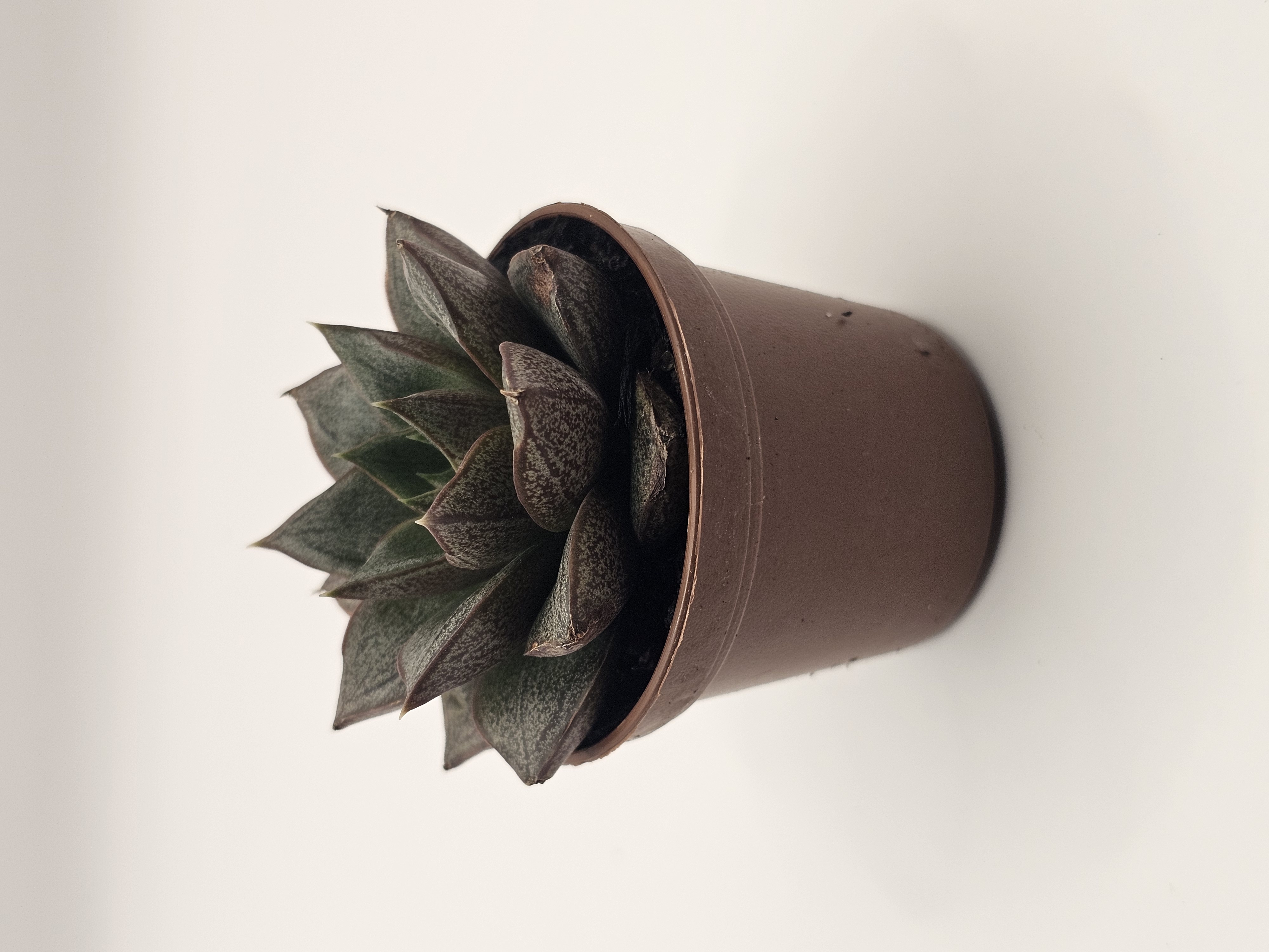 Mini Succulent Cluster