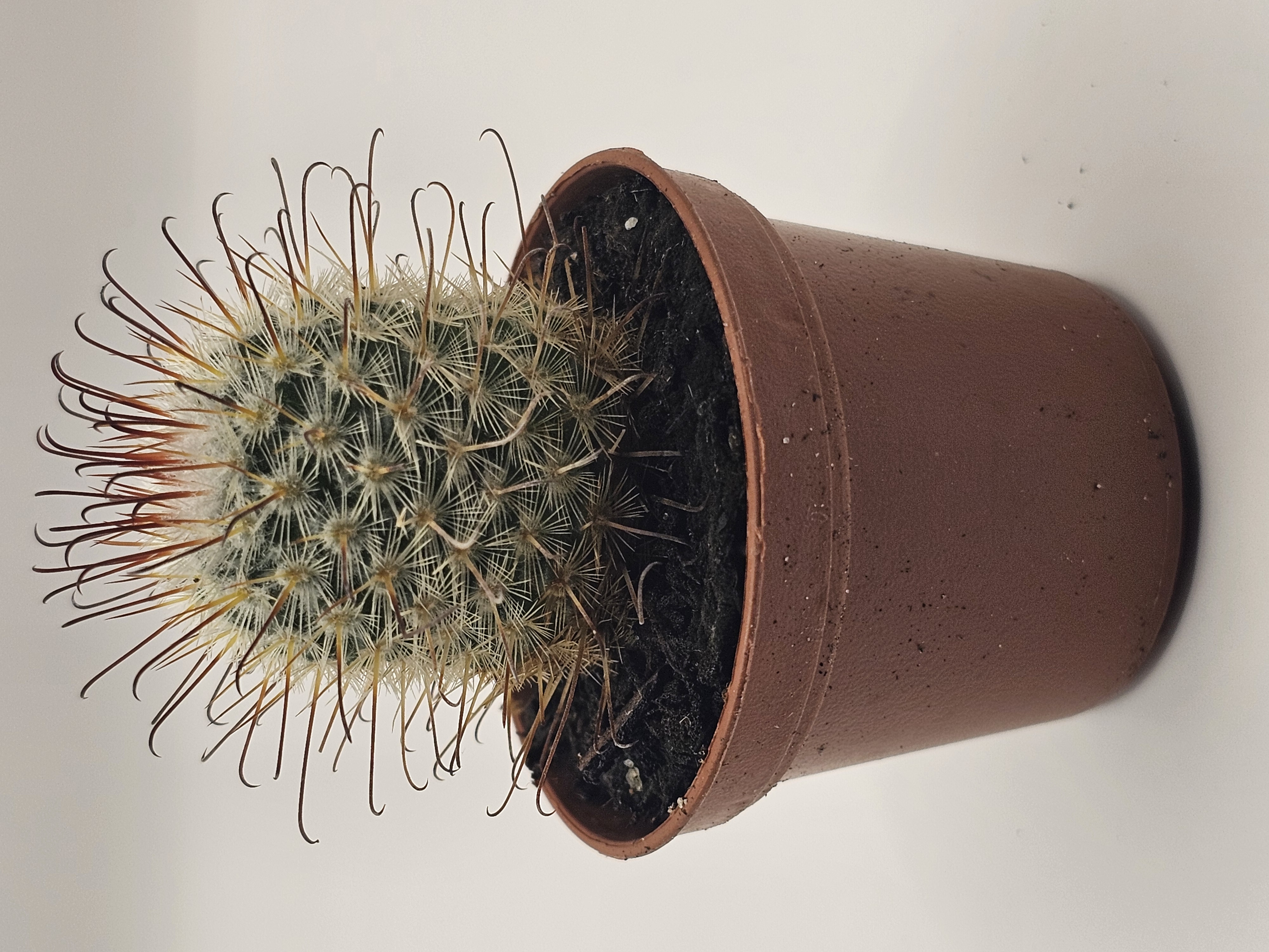 Golden Barrel Cactus