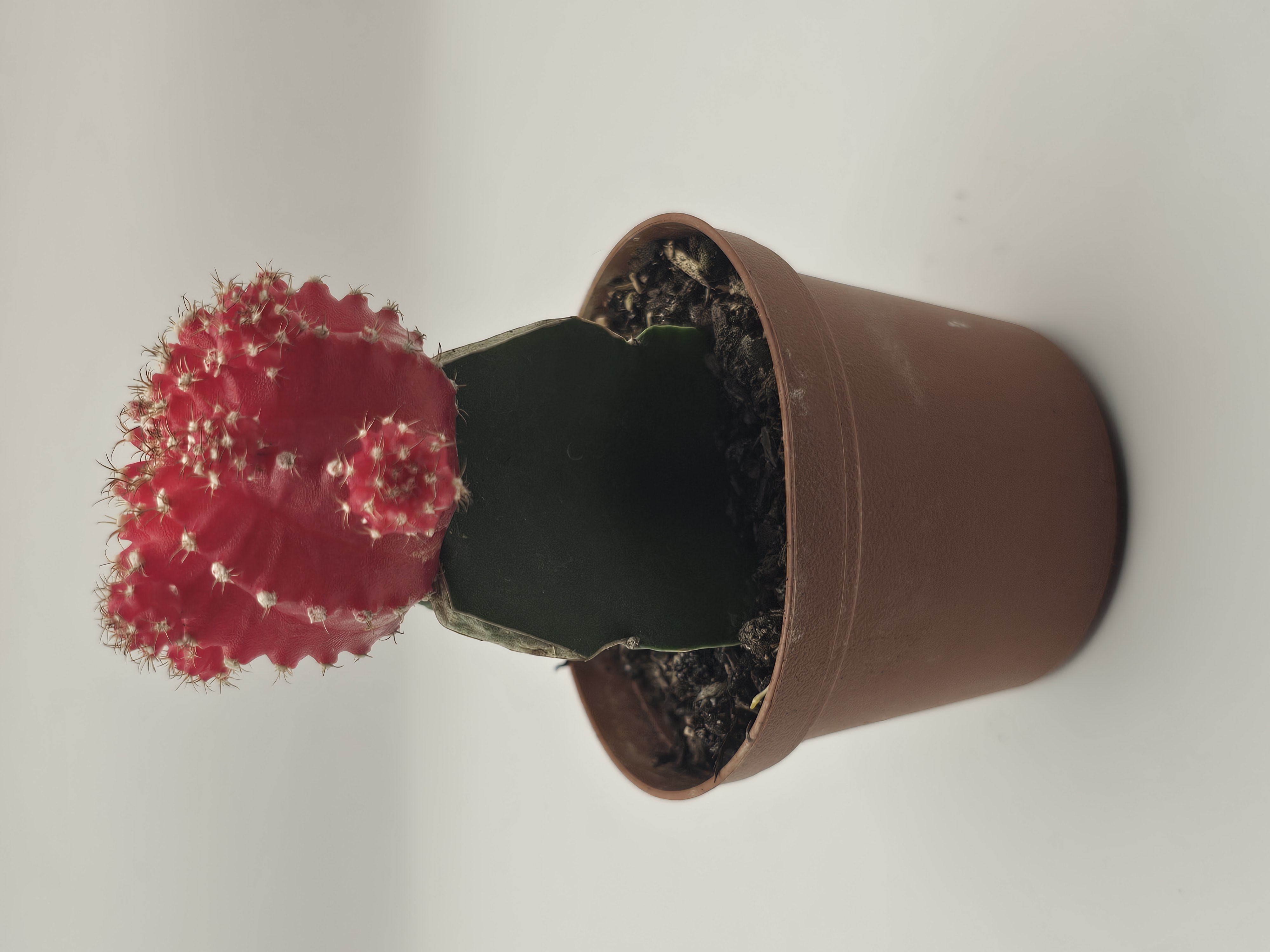 Red Top Cactus