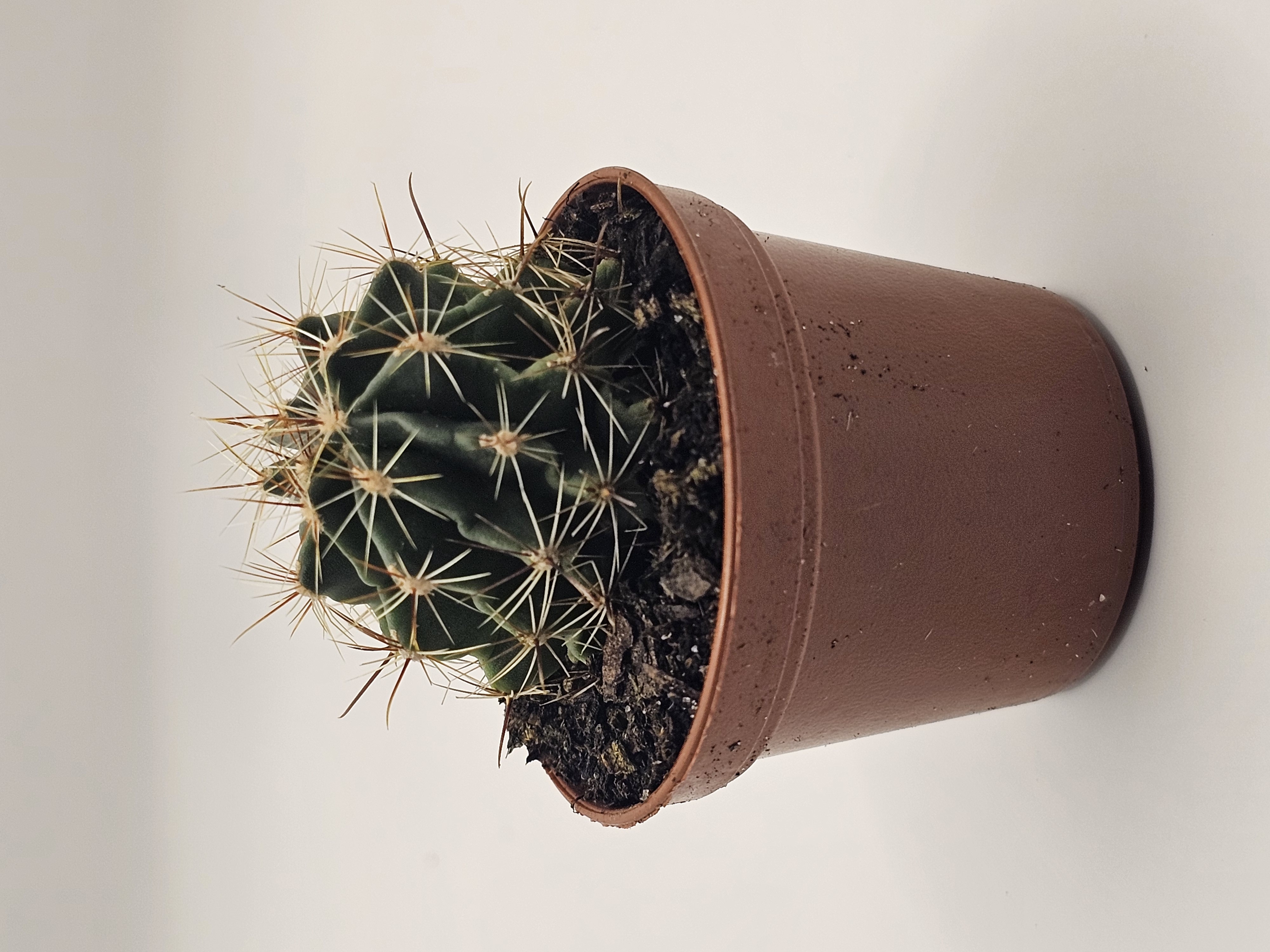 Mini Cactus in Clay Pot
