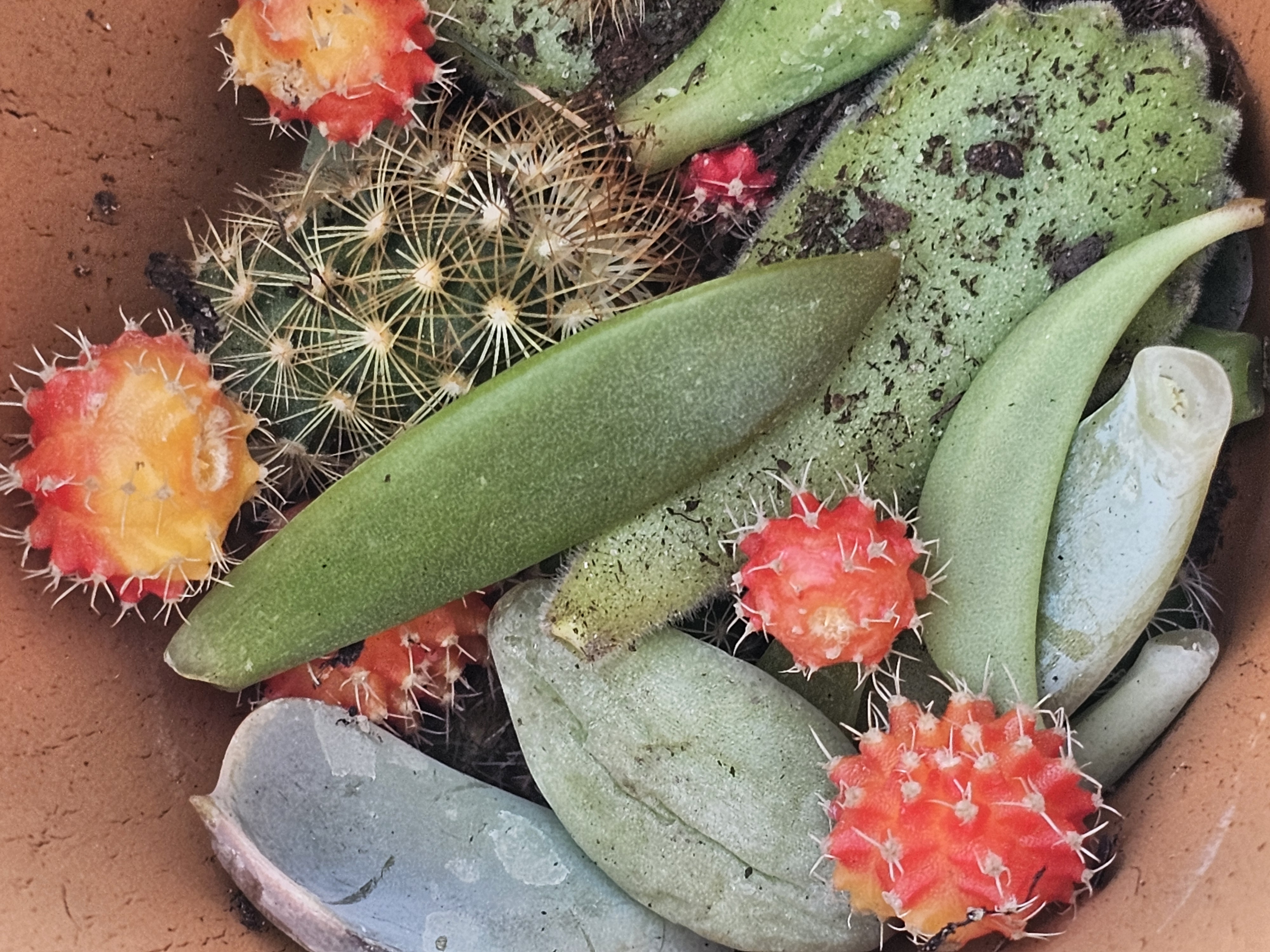 Colorful Cactus Plants