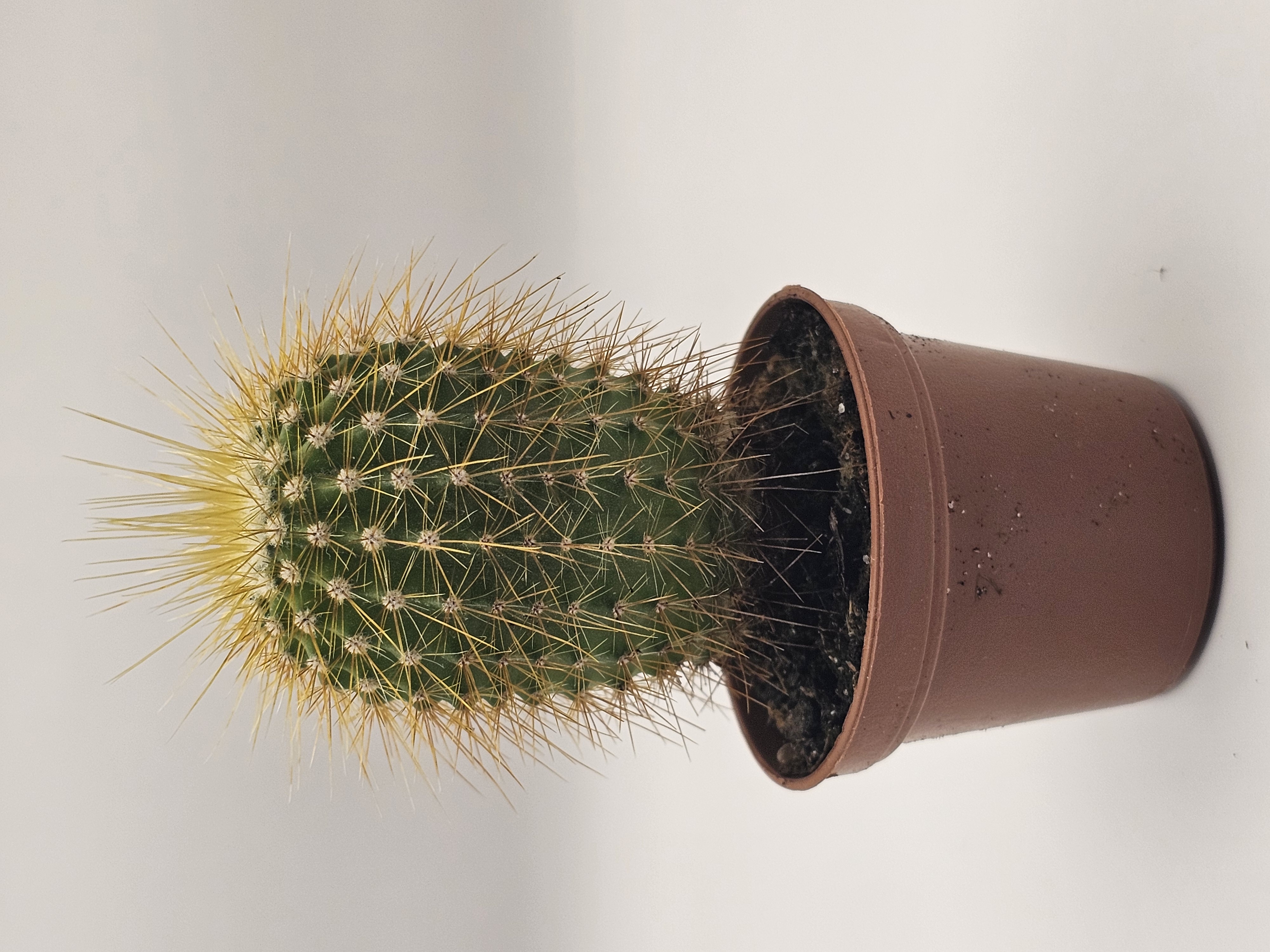 Single Round Cactus Pot