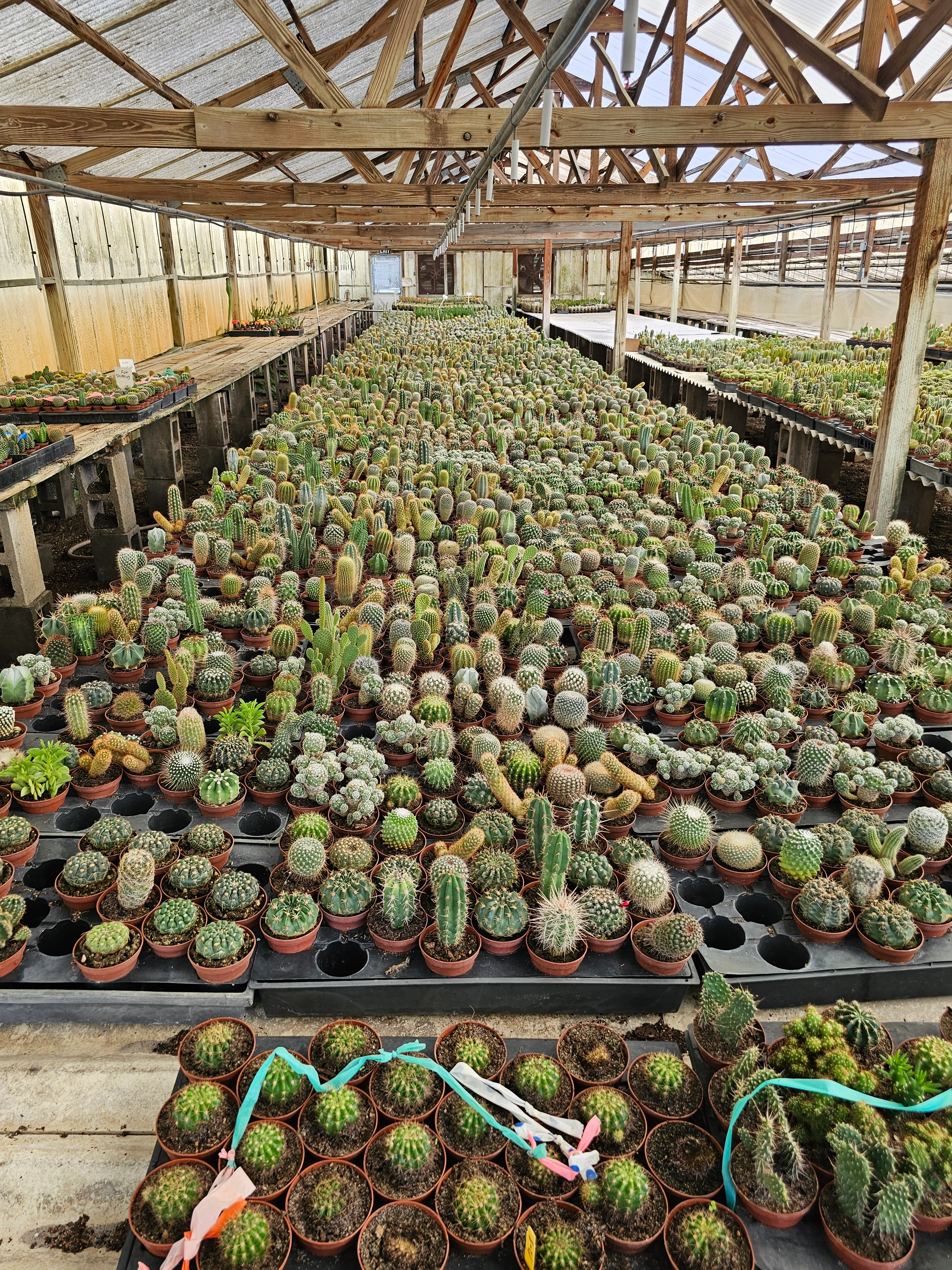 Greenhouse Cactus Collection