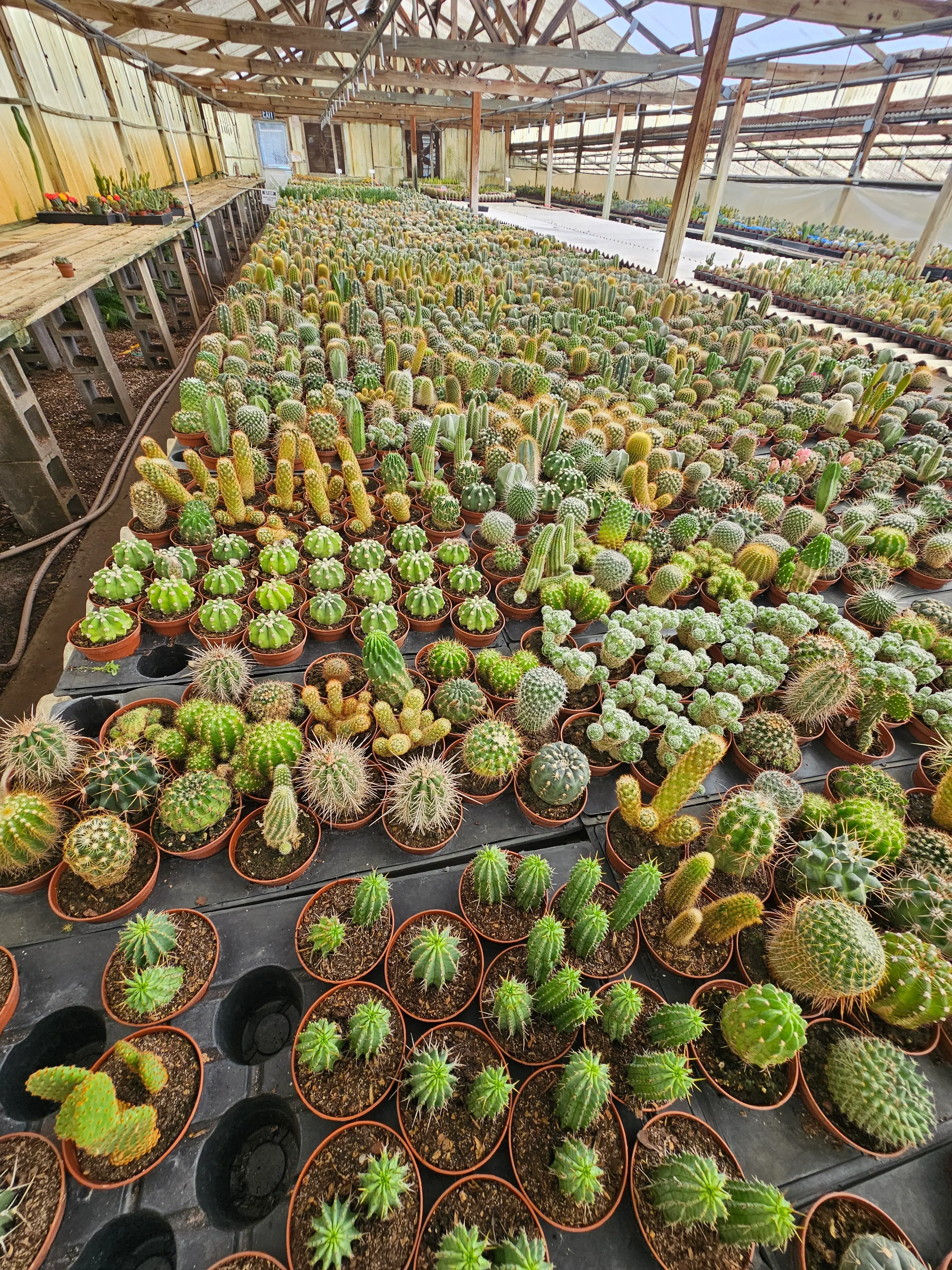 Cactus Nursery View