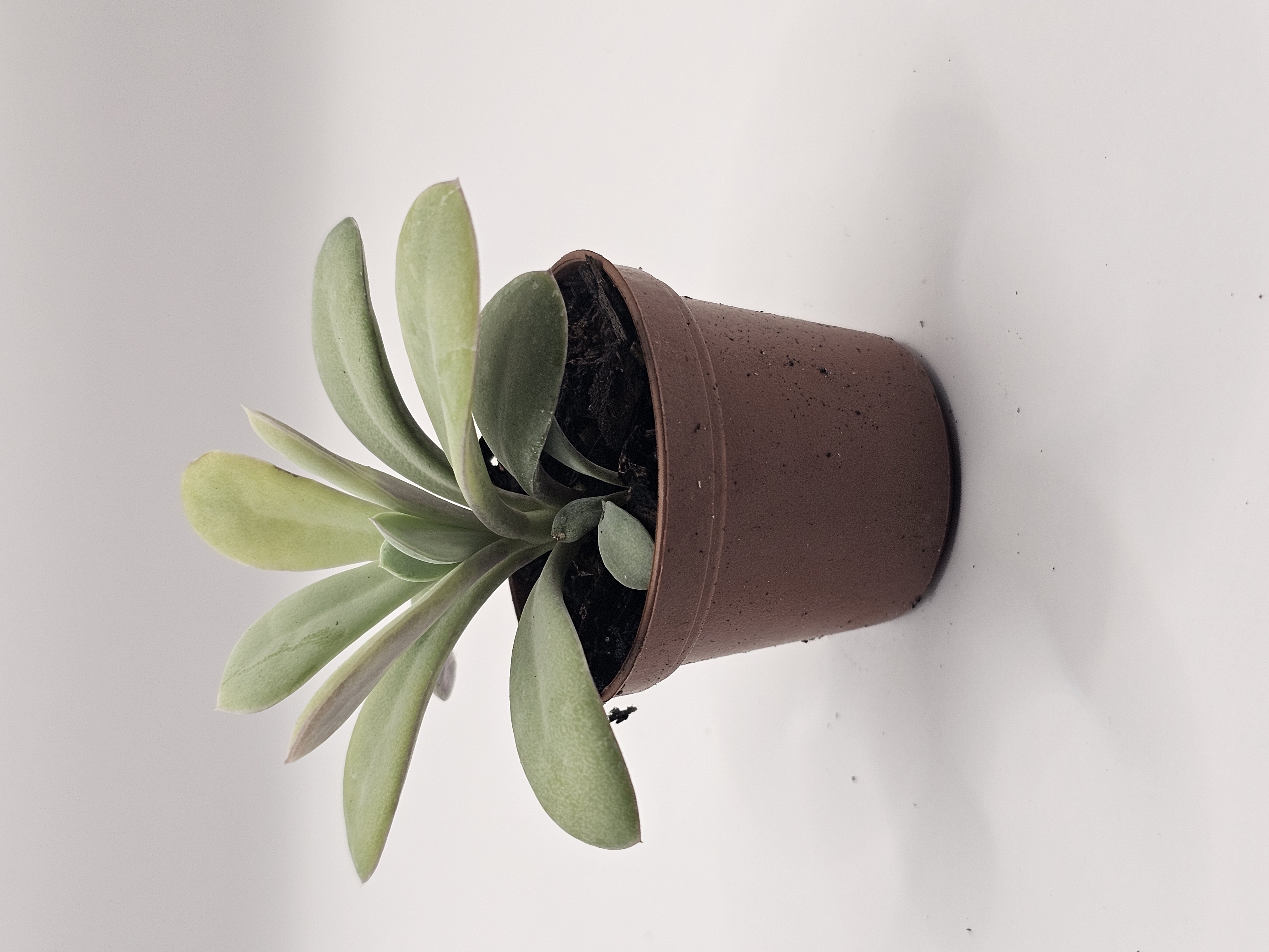 Spider Plant Mini