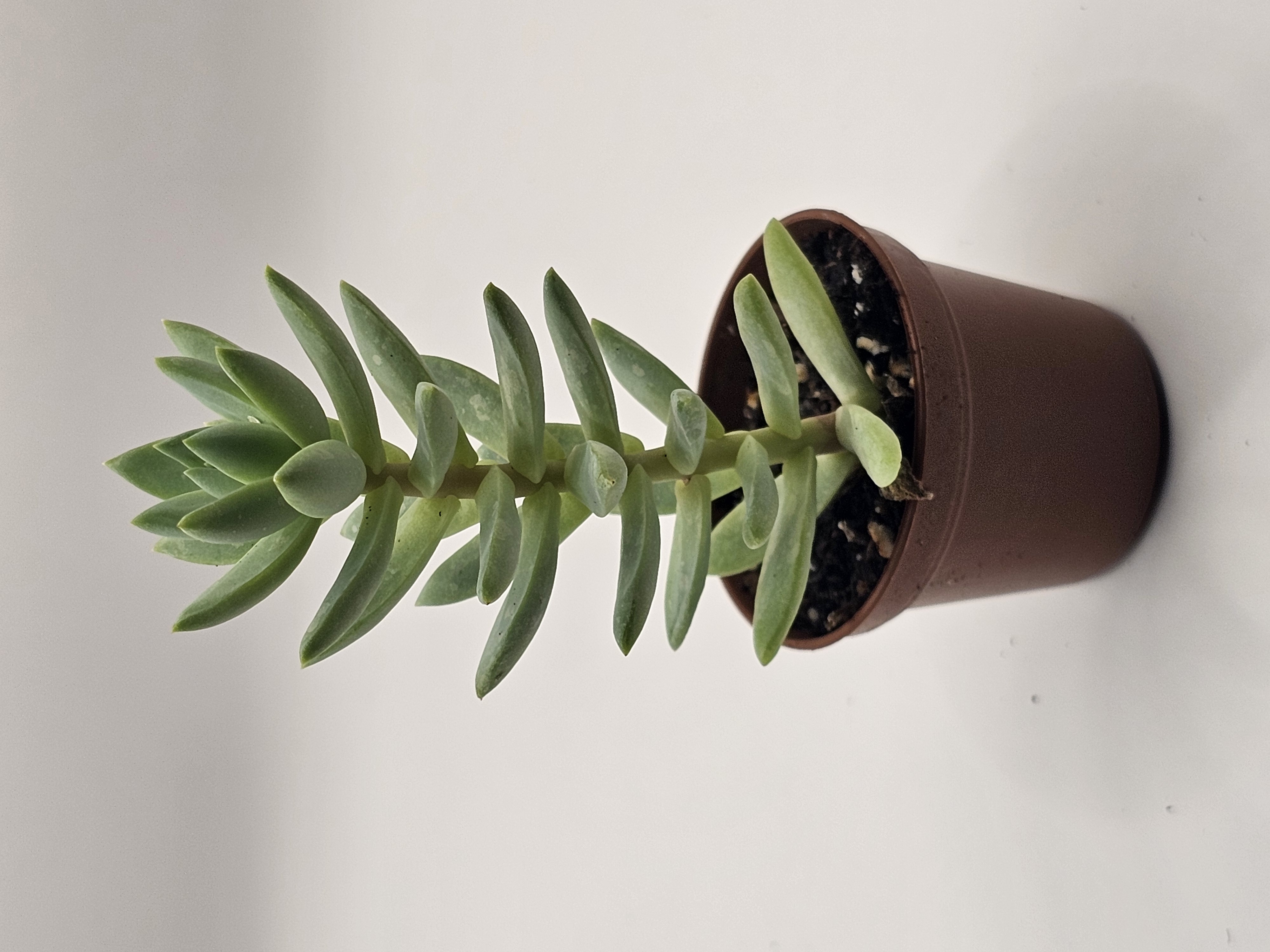 Branching Succulent