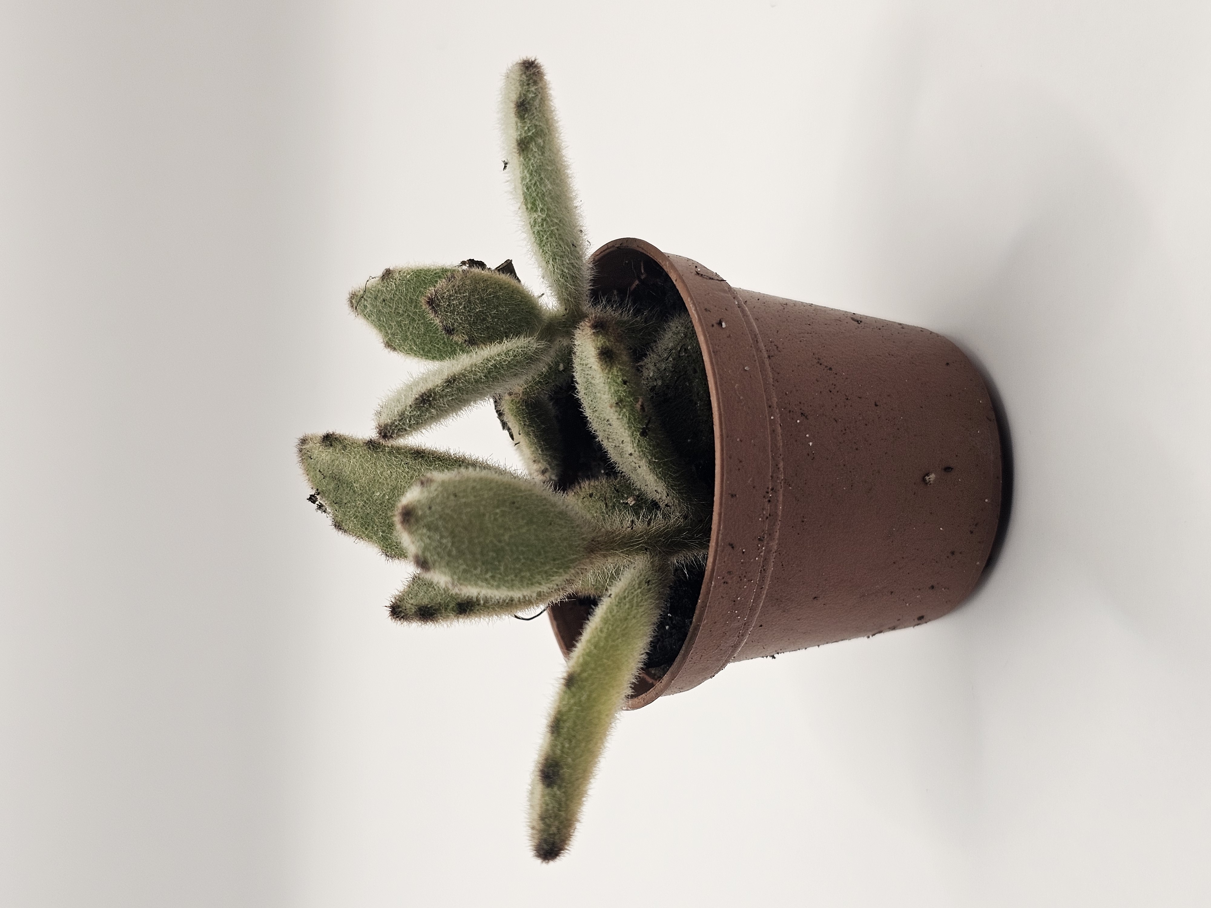 Dark Green Succulent