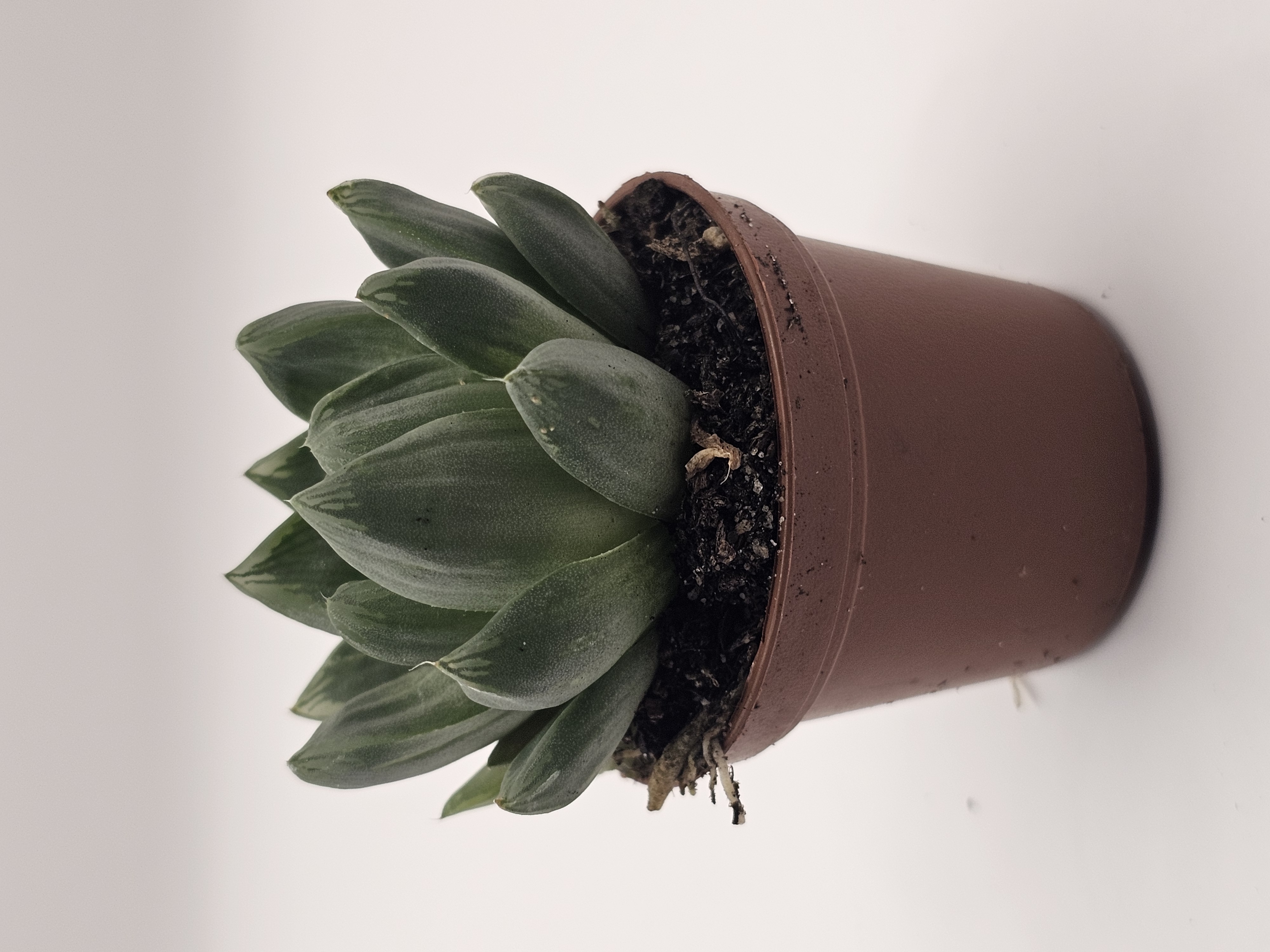 Young Succulent Plant