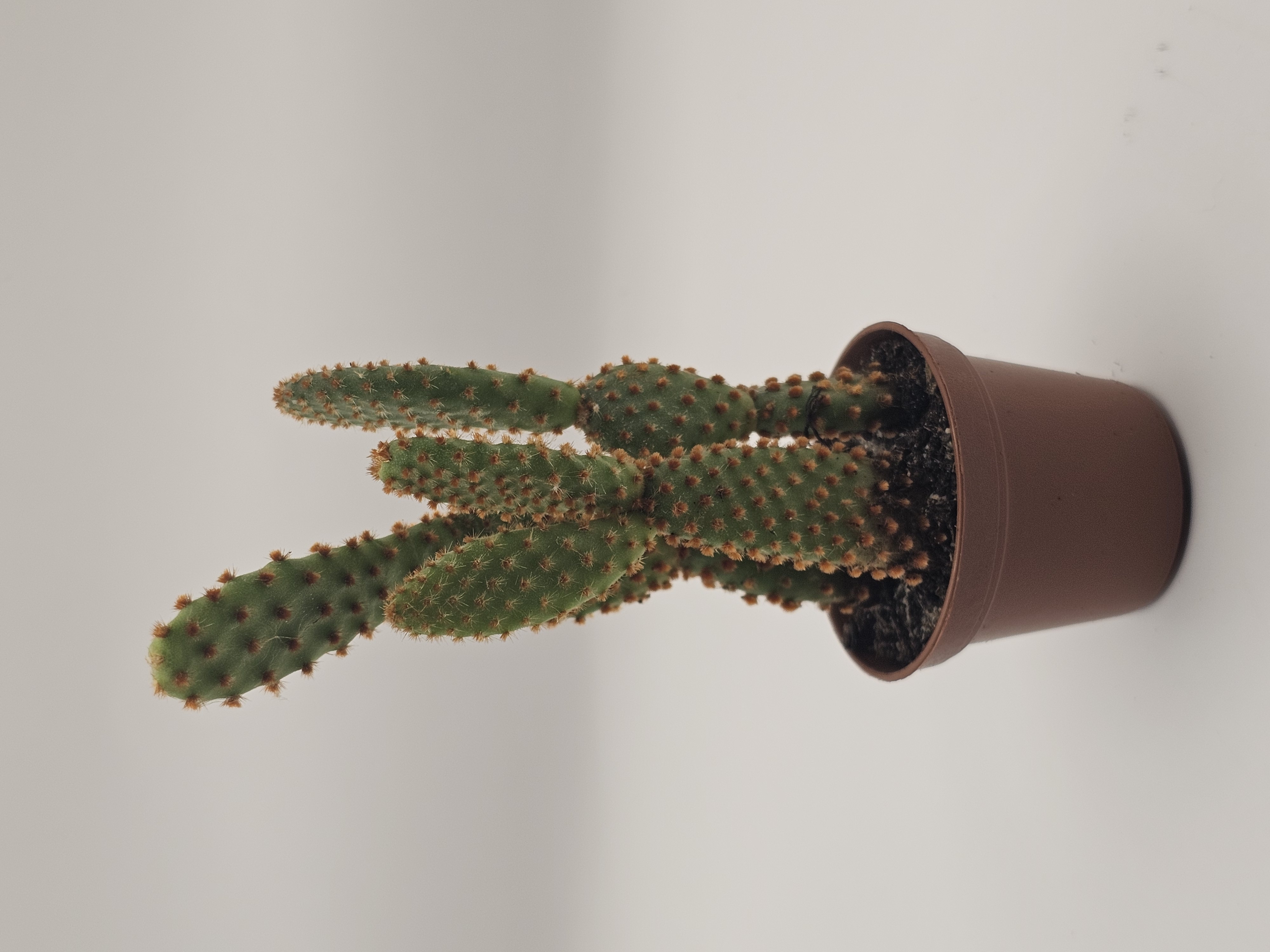 Needle Cactus Plant