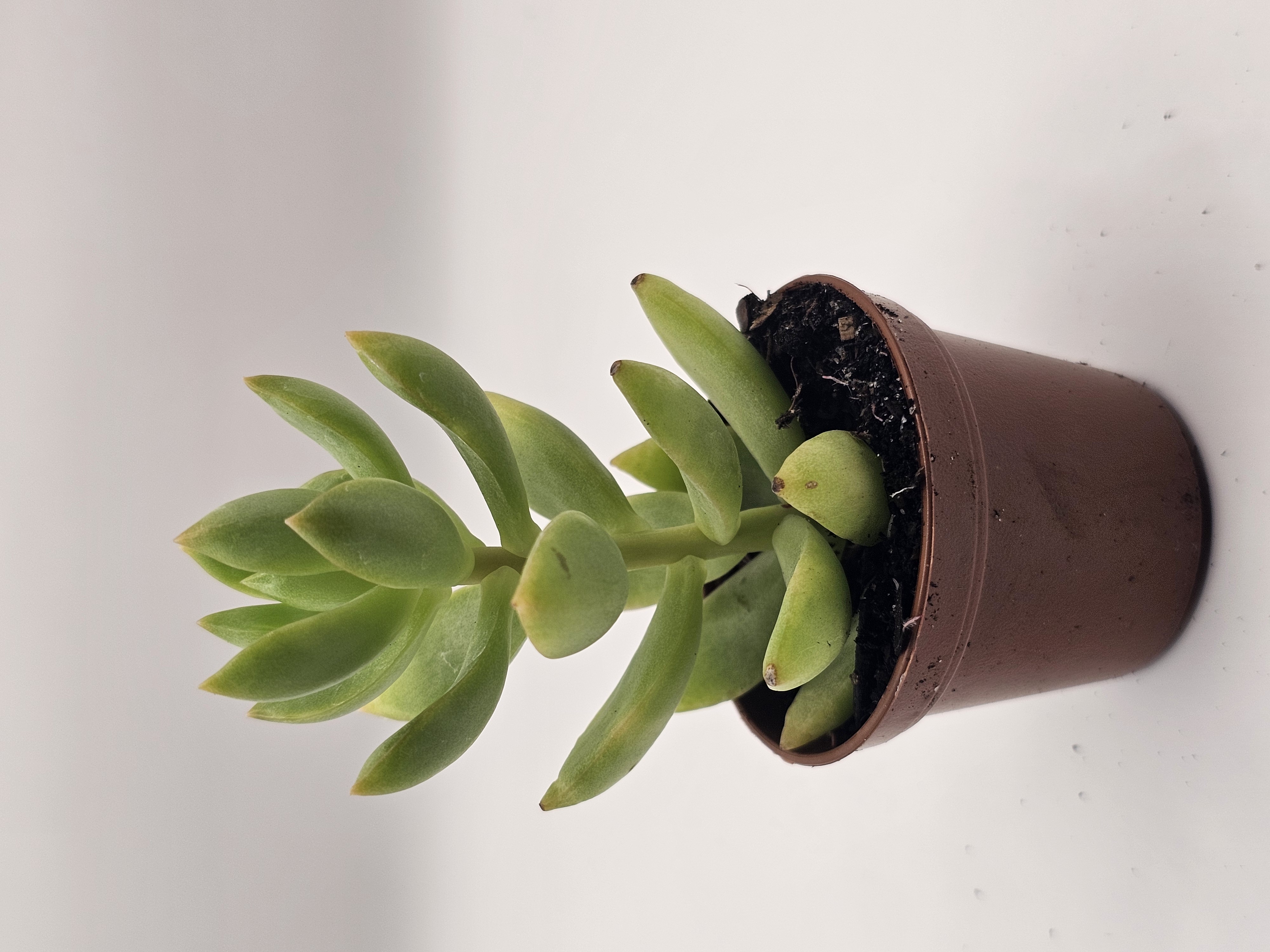 Small Aloe Vera Plant