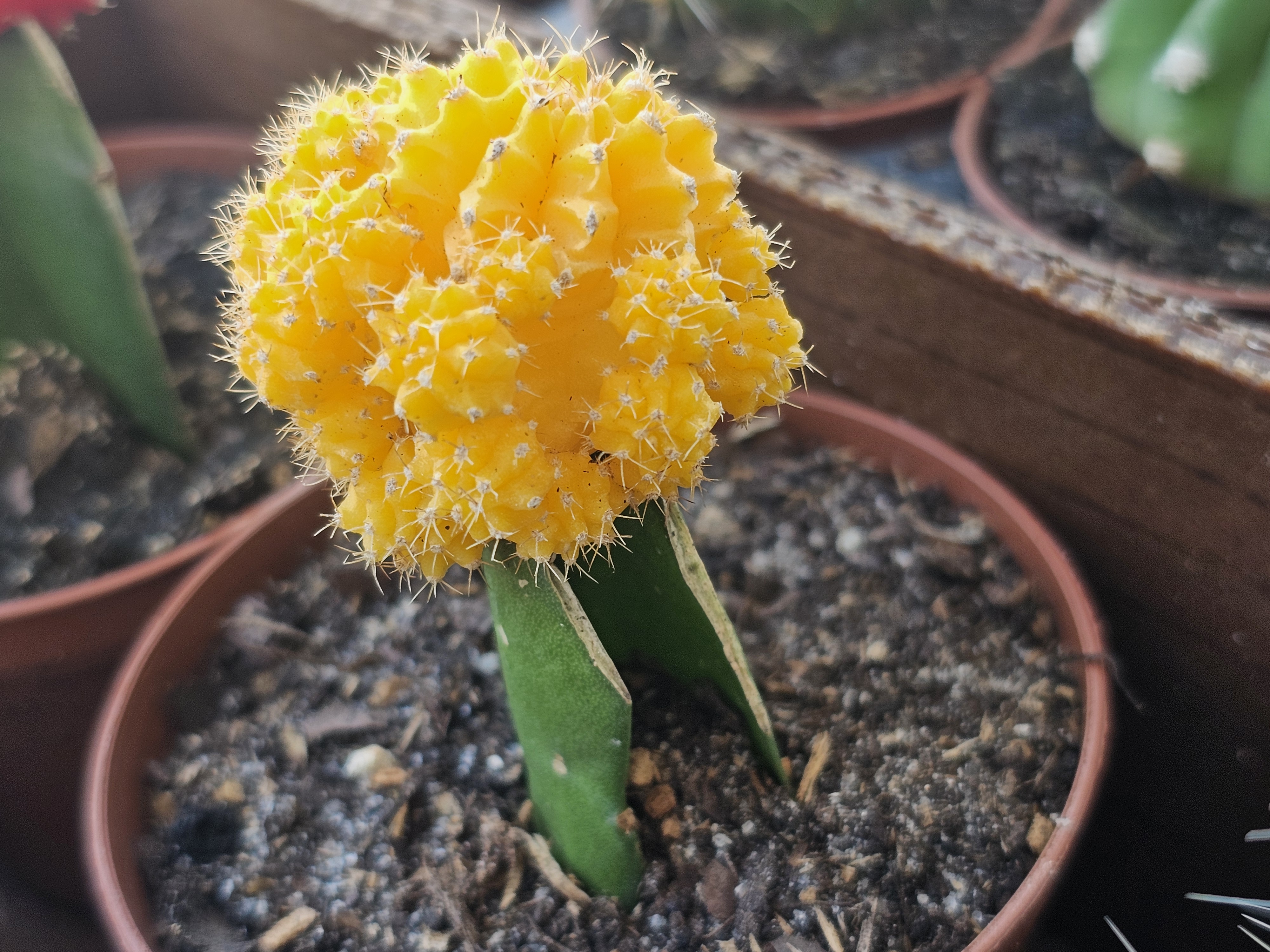 Yellow Top Cactus Close-Up
