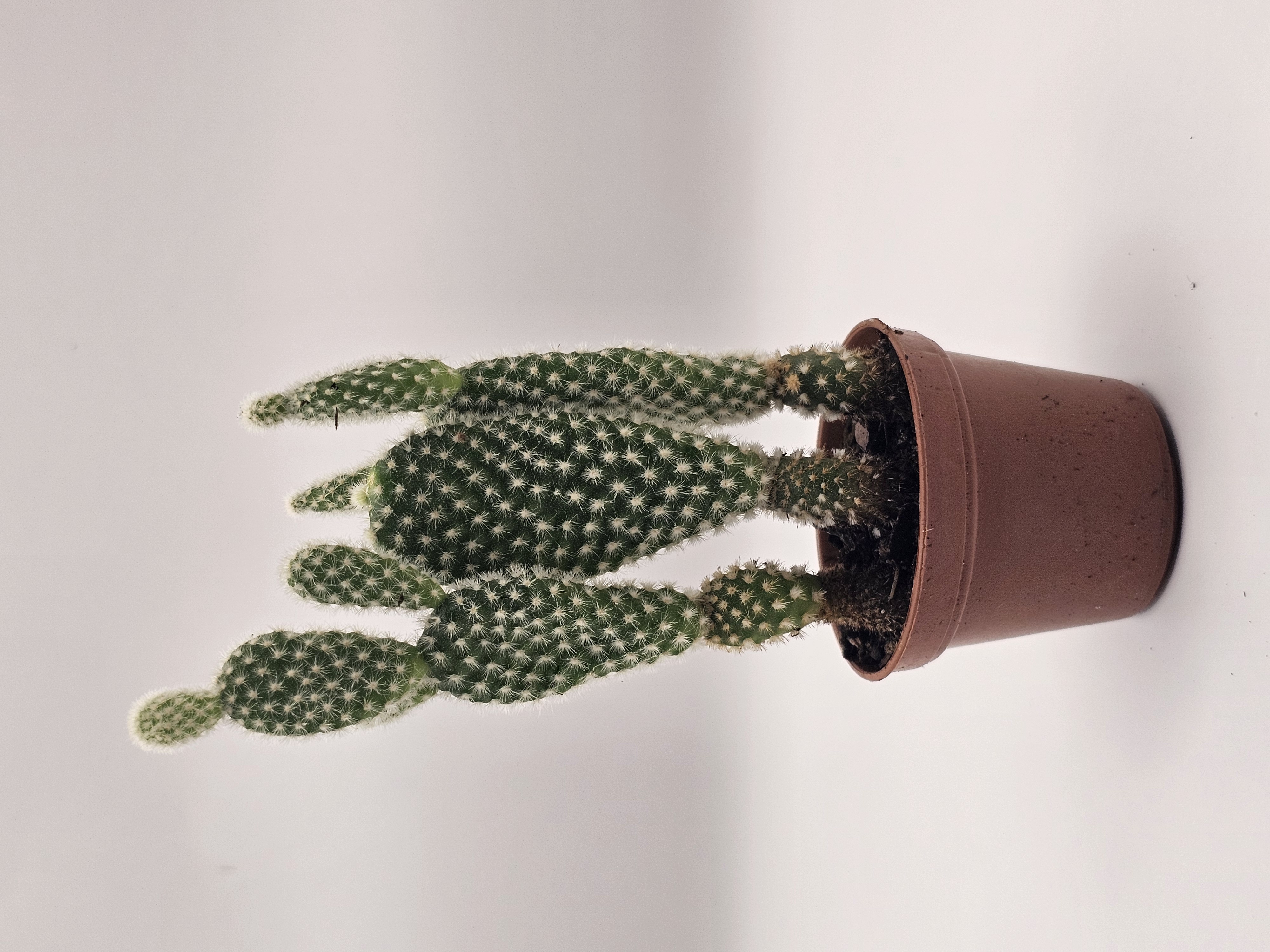 Twin Tall Cactus Plant