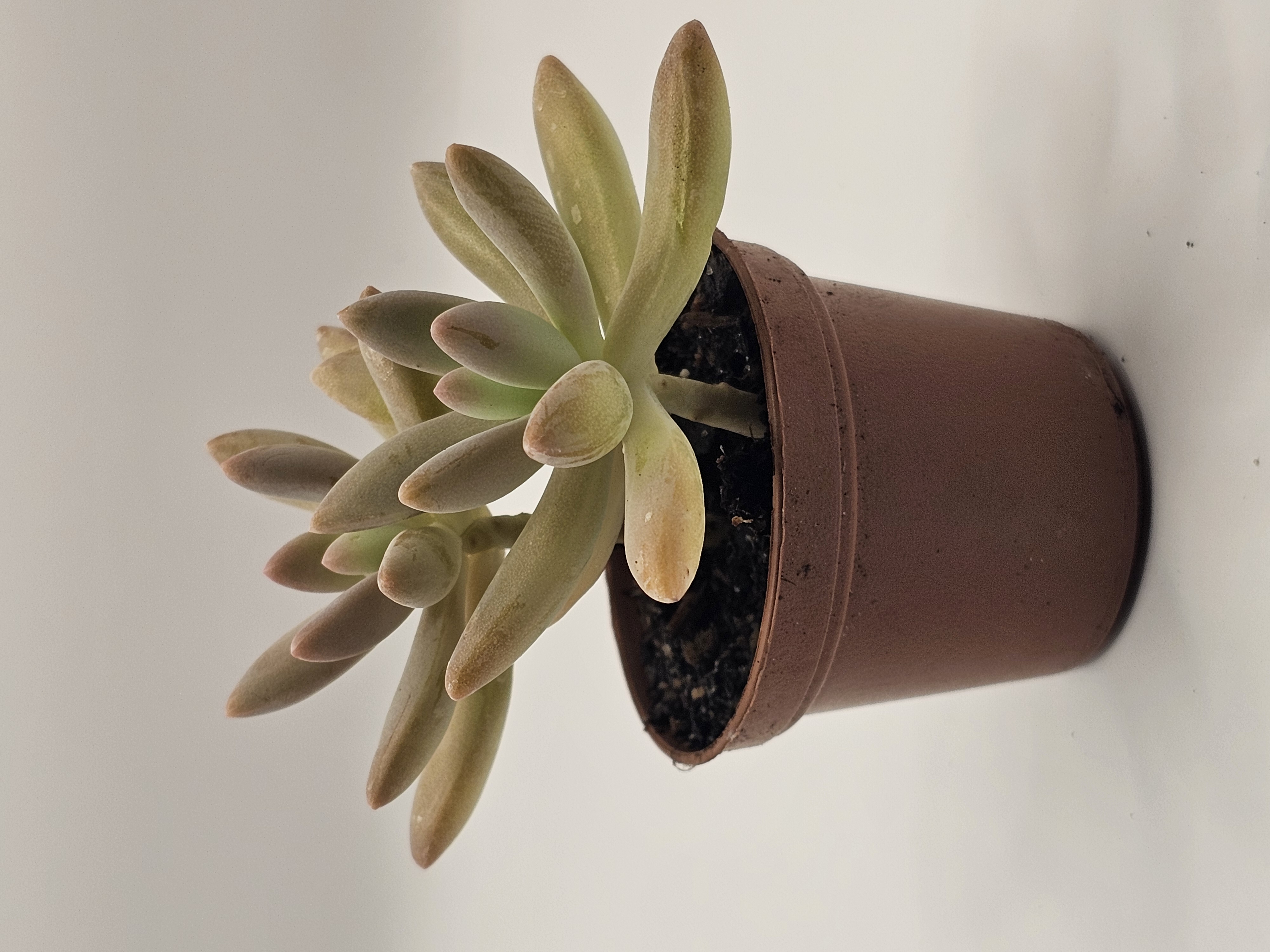 Succulent Rosette Plant