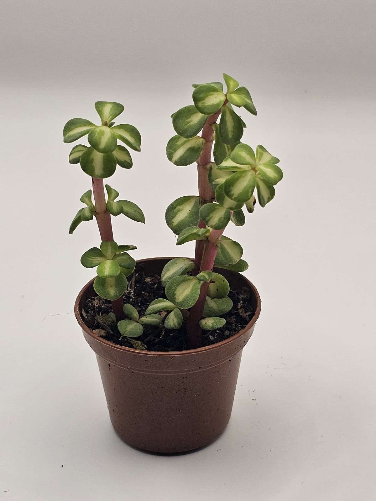 Hug a Succulent