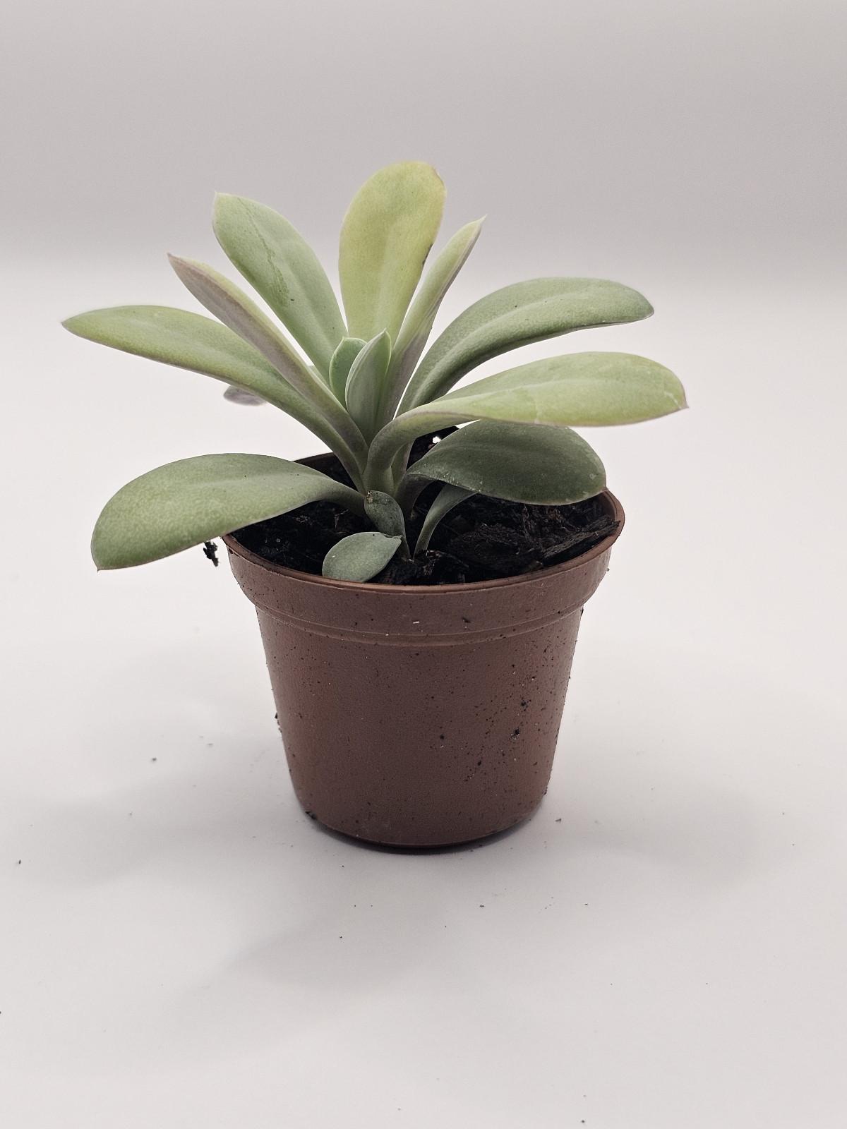 Hug a Succulent
