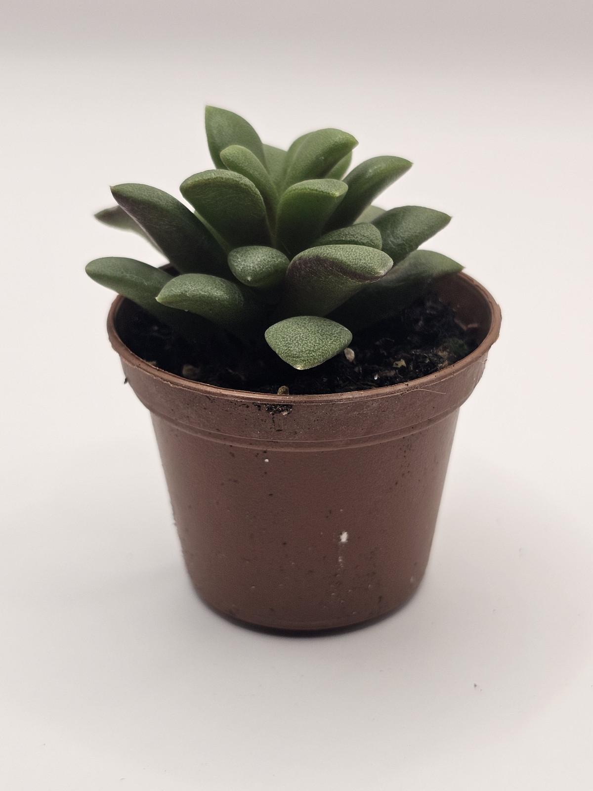 Hug a Succulent