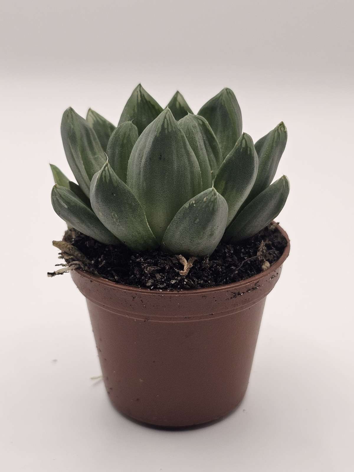 Hug a Succulent