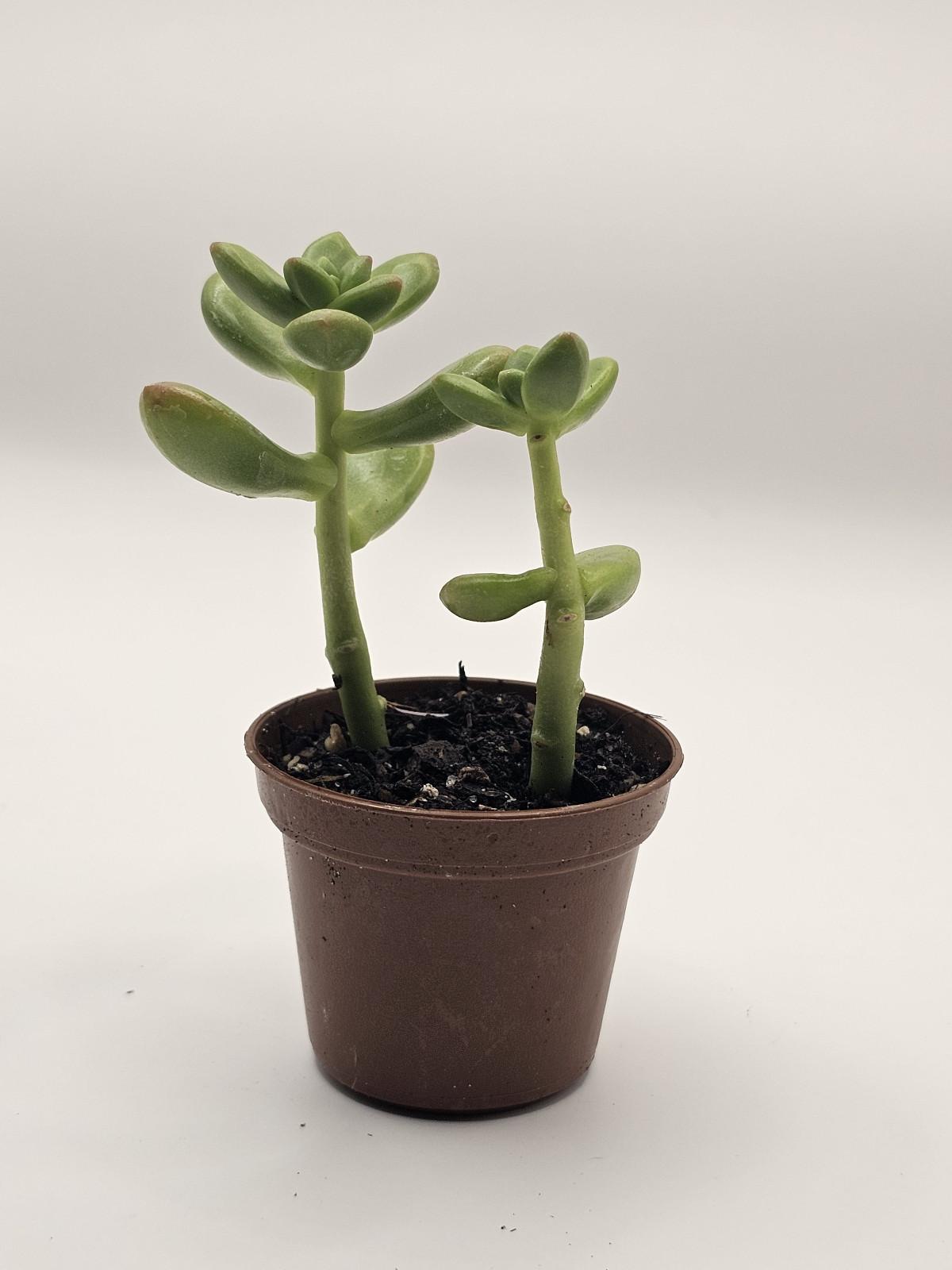 Hug a Succulent