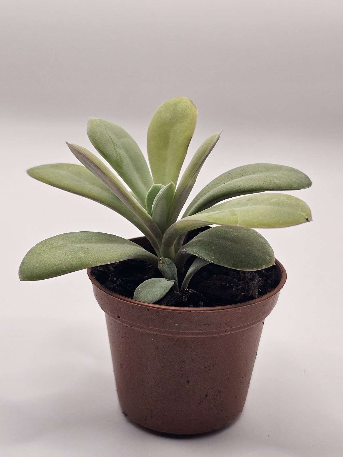 Hug a Succulent